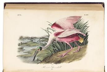 (BIRDS.) John James Audubon. The Birds of America.
